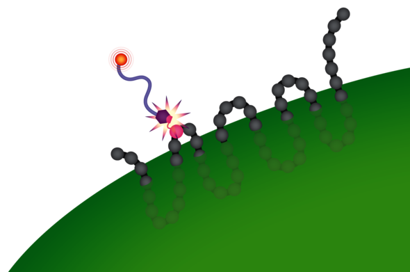 Oppervlak van de bacterie E. coli, voorzien van membraaneiwit met ‘kliksysteem’. Het roze bolletje is het ingebouwde aminozuur waaraan naar keuze functionele moleculen kunnen worden vastgeklikt.
