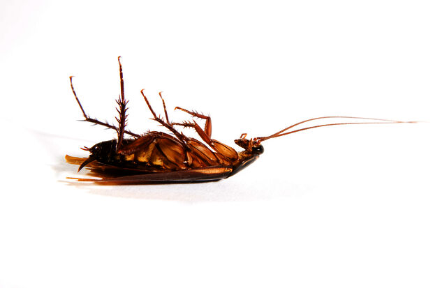 Cockroach update: the infestation is decreasing
