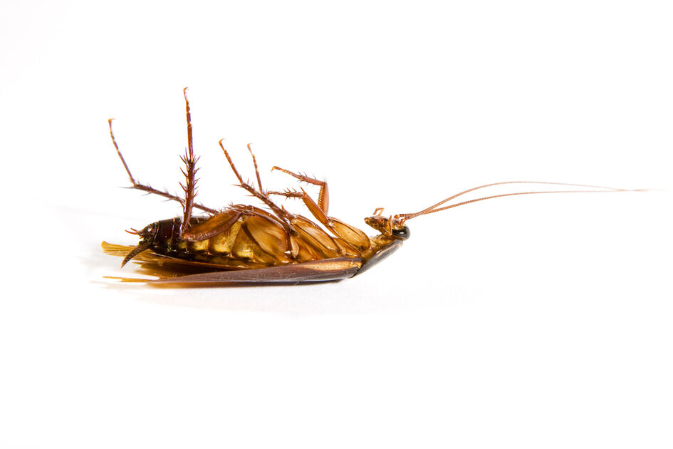 Cockroach update: the infestation is decreasing