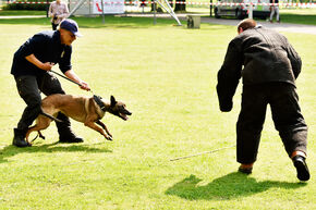Demonstratie met politiehonden. Foto | Bart van Overbeeke Demonstratie met politiehonden. Foto | Bart van Overbeeke