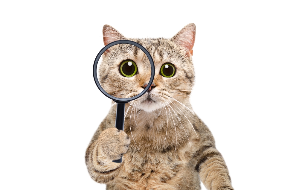 Yuliia Sonsedska / Shutterstock